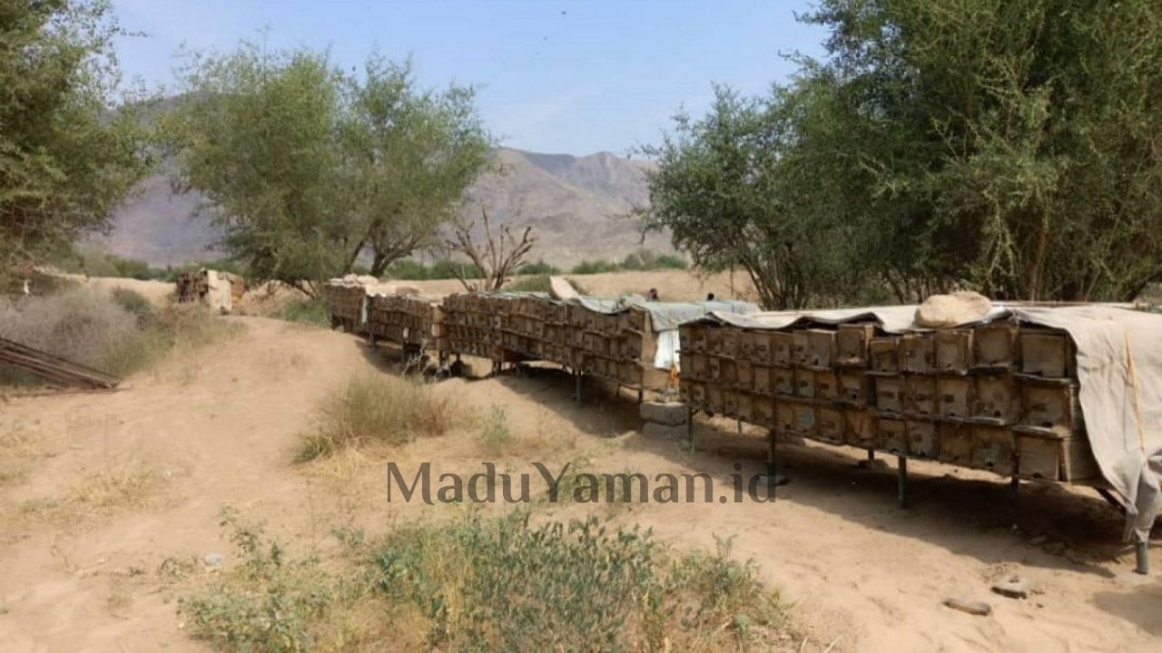 Wadi Ushaimat Yaman Utara penghasil madu golden sidr