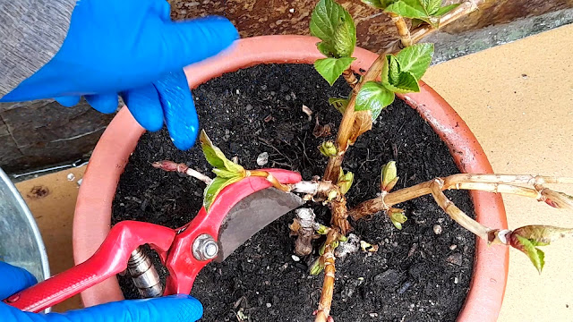 Cuaderno de campo de una Jardinera día nº 3: "Hortensias: abonado y poda".