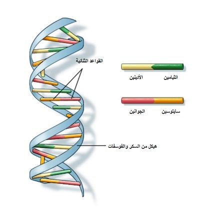 الحمض النووي «DNA» التعريف , التركيب , الاكتشافات الحديثة