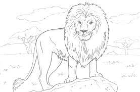 How the lion hunts coloring pages