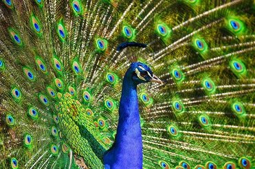 Peacock is the number one on the list of the most beautiful birds in the world.