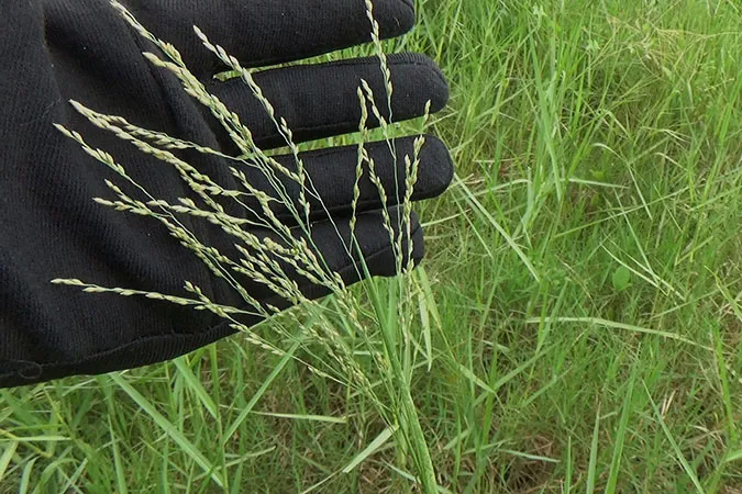 Dlium Glumo panic grass (Panicum caudiglume)