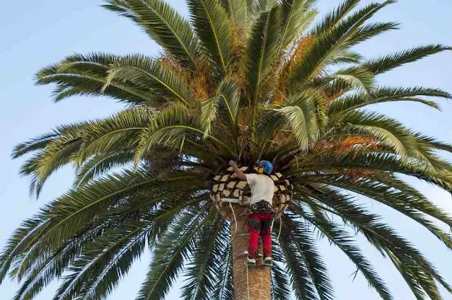 Date Palm Tree Cleaner