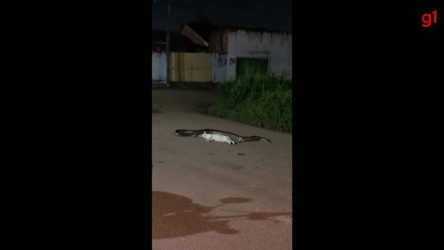 VÍDEO: Sucuri-verde é flagrada devorando gato no meio da rua em Porto Velho