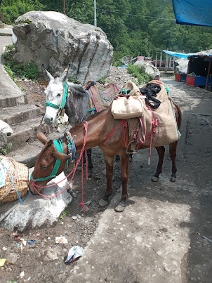 Rest stop at a Dhabba for mules and riders.