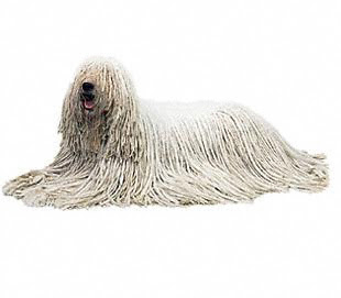 Among the biggest dogs in the world is Komodor and it appeared like a mop stick.