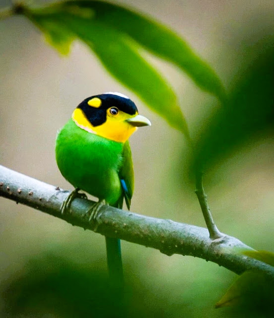 Fluorescent Green Coat, Yellow Face And Throat, Black Head, Blue Crown and Tail, This Bird Is Truly A Flying Gem