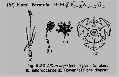 Floral Characters