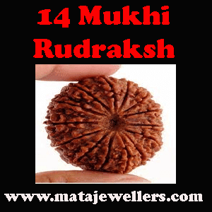 14 face rudraksh beads