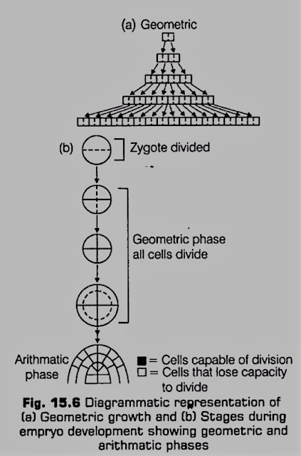 Geometrical Growth