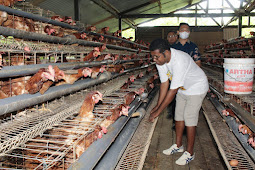  Herry Ario Naap Kunjungi Peternak Ayam Petelur di Biak Numfor
