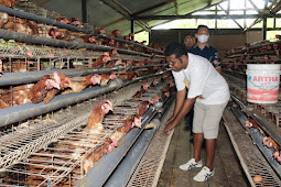 Herry Ario Naap Kunjungi Peternak Ayam Petelur di Biak Numfor