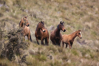 traslado de caballos sin identificar a mataderos portugueses, para su sacrificio