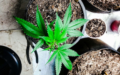 Cómo plantar cannabis en casa: paso a paso