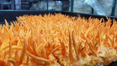 Buy Cordyceps Mushrooms in Erandwane Pune