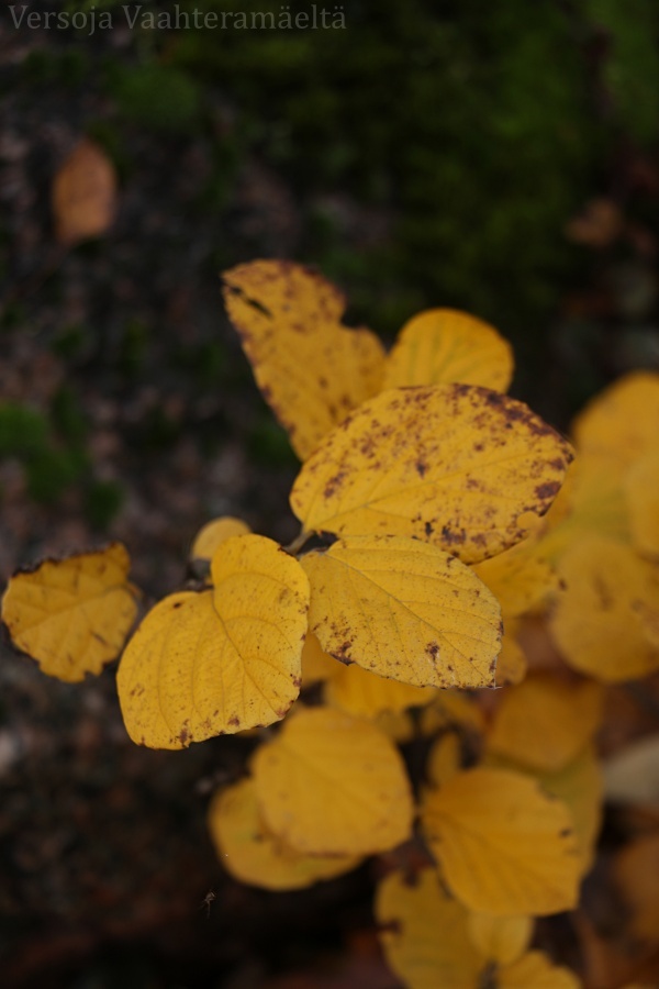 Parhaimpia ruskakasveja Vaahteramaella, Versoja Vaahtearmaelta