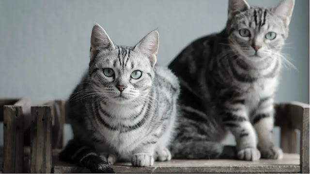 THE AMERICAN SHORTHAIR CAT