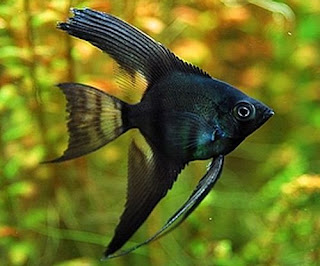 Black lace manfish