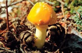 Parts Of The Mushroom