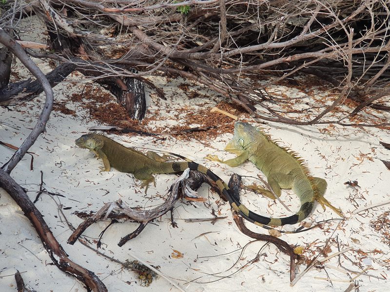 Iguanas San Andrés