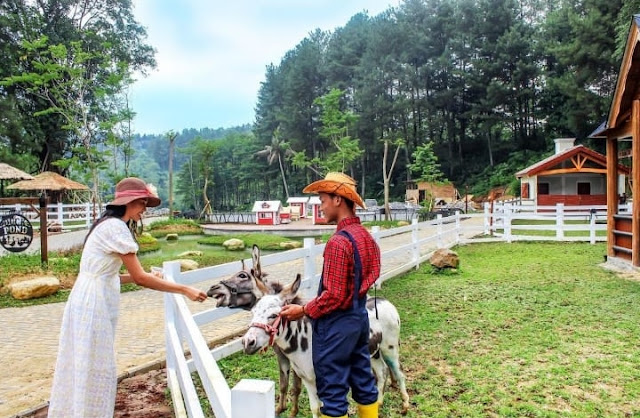 Cimory Dairyland Puncak Lokasi