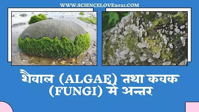 शैवाल (Algae) तथा कवक (Fungi) में अन्तर|hindi