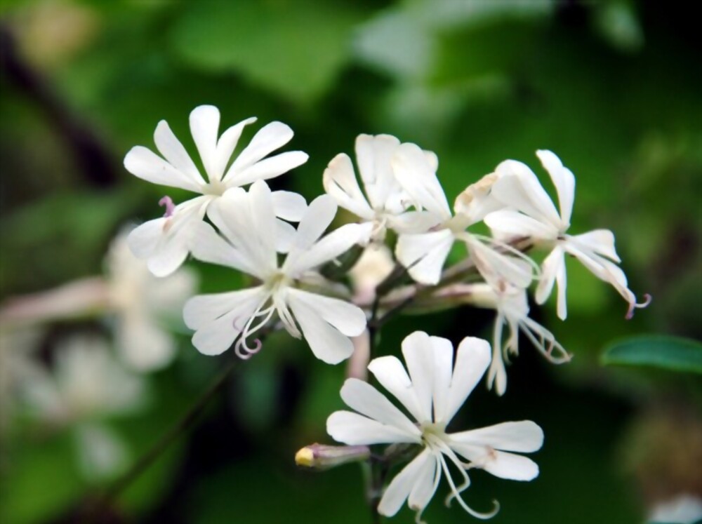 Nottingham Catchfly