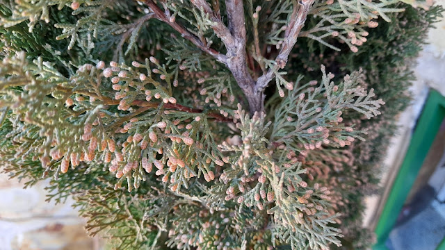 Ciprés (Cupressus sempervirens "Totem").