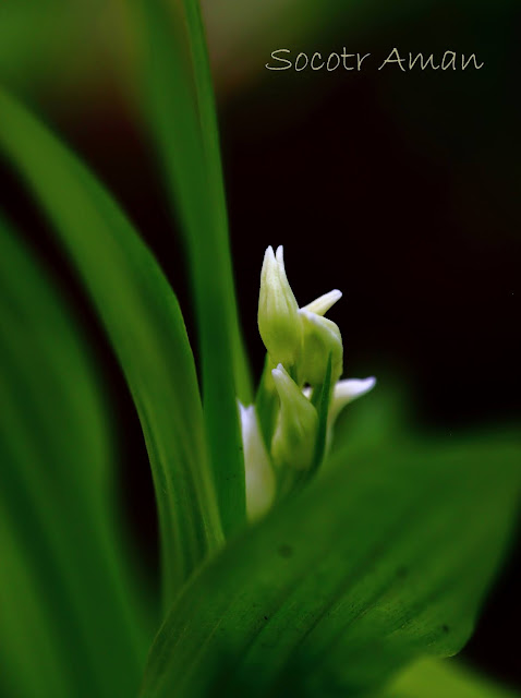Cephalanthera longibracteata
