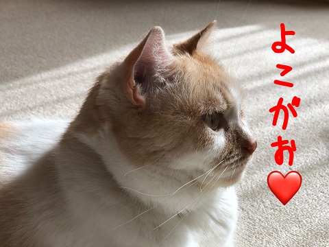 現役猫横顔