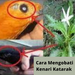 Cara-Mengobati-Kenari-Katarak