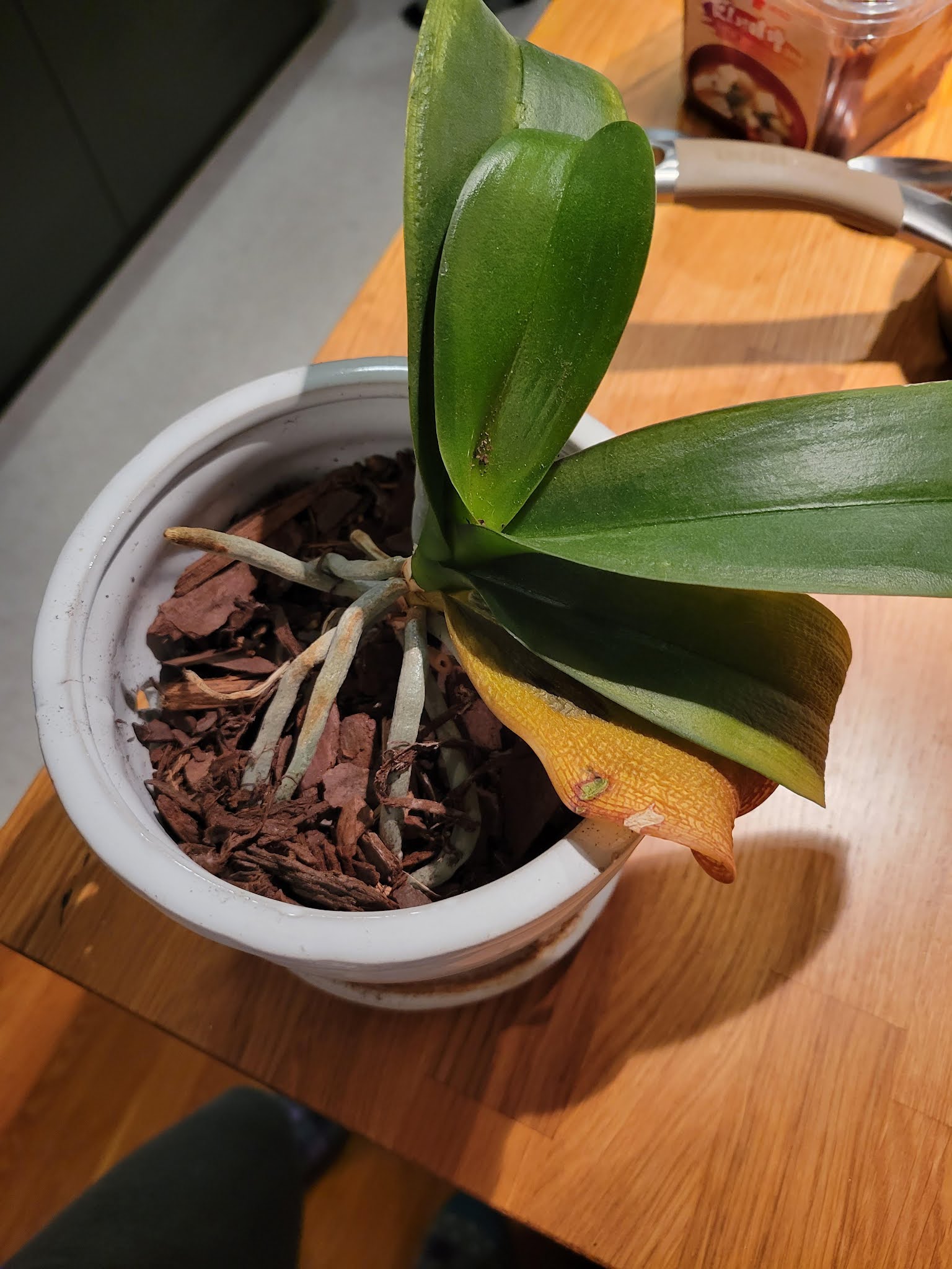 Bottom two leaves of orchid yellowing | Photo Credit : yammb