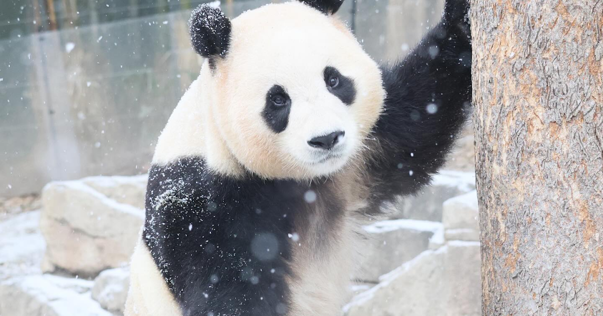 [theqoo] FU BAO GOING ON A WALK IN THE SNOW TODAY