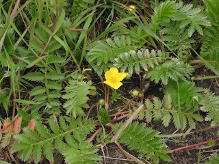 Potentilla anserina