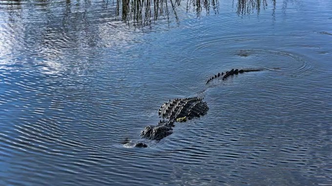 Mujer muere devorada por 2 caimanes tras caer a un estanque de un campo de golf