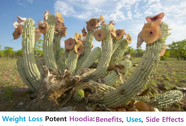 Weight Loss Potent Hoodia: Benefits, Uses, Side Effects, and More