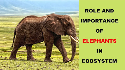 Role and importance of elephants in ecosystem- Facts of Elephants