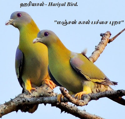 Hariyal Bird.
