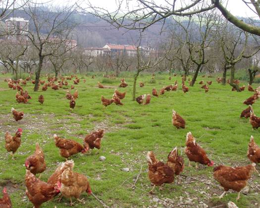 Granja ecológica de gallinas.