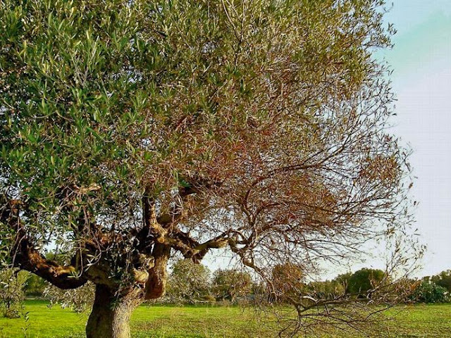 Οδηγίες αποφυγής εισαγωγής του βακτηρίου Xyllela fastidiosa