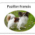 Papillon- O cachorro francês com orelhas de borboletas