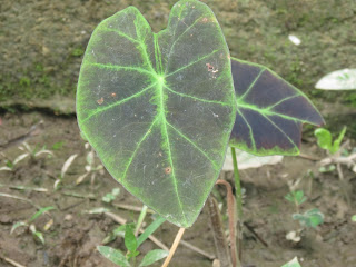 Keladi Hias (Remusatia Pumila). Photo:Arham Alpian