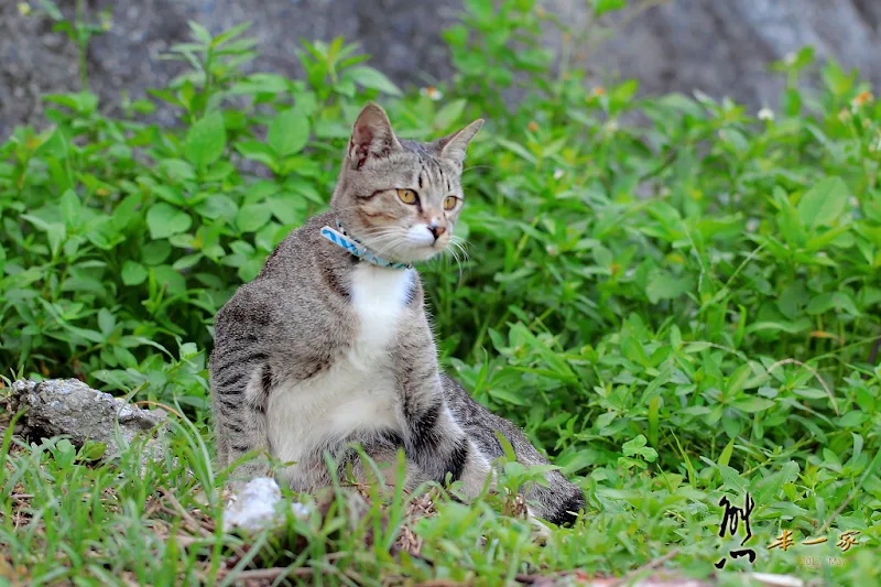 猴硐貓村｜猴硐車站｜願景館｜瑞芳景點｜國裕煤產｜猴硐煤礦場