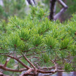 Grove den, Pinus sylvestris, den, grove pijn, gewone den, pijnboom, denneboom, scotch pine