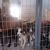 Δήμος Ιωαννιτών: Συντονισμένες ενέργειες για τη διαχείριση και ευζωία των αδέσποτων ζώων-Επέκταση του κυνοκομείου