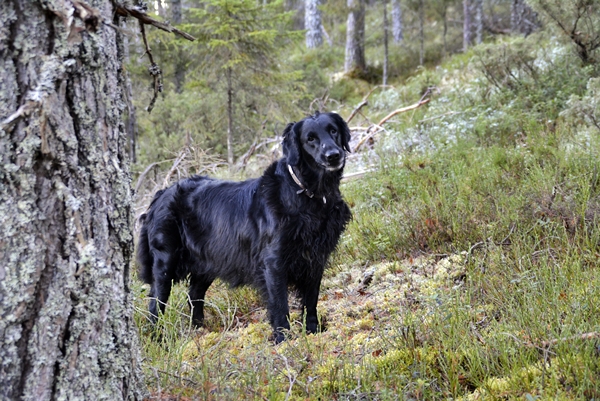 flat coated retriever