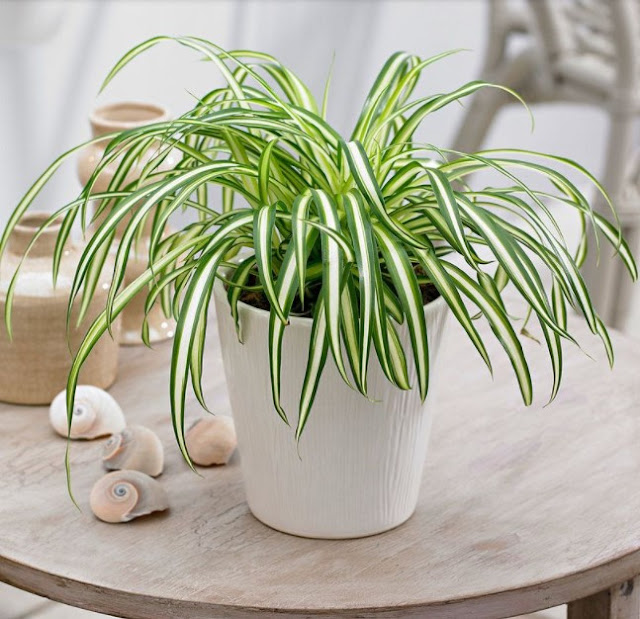 best air purifying plants