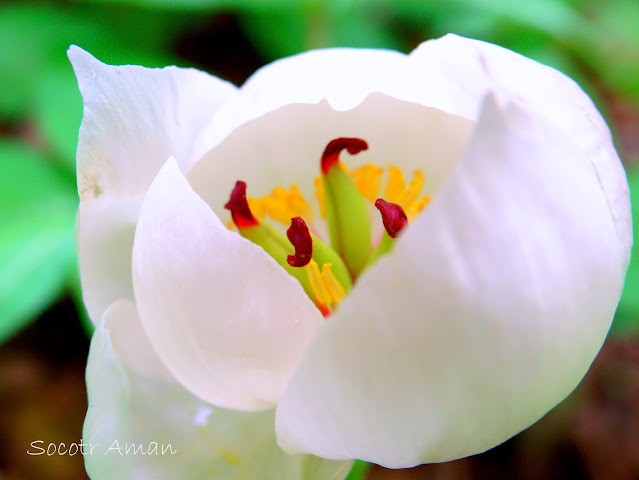 Paeonia japonica