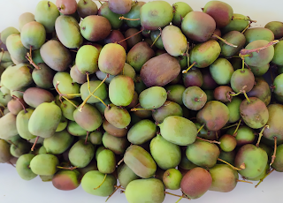 A harvest of hardy kiwi