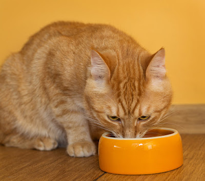 A ginger cat eating out of a bowl -- which cats prefer to food puzzle toys, study shows